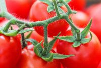 Bursting Bites: Cherry Tomato Culinary Ideas